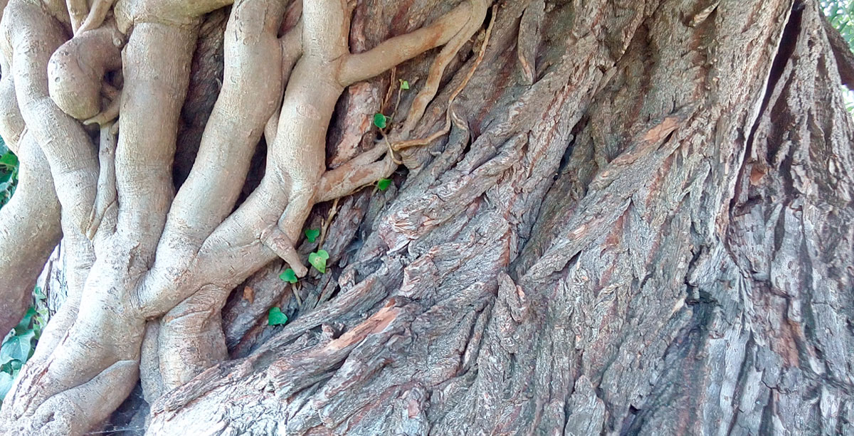 Natur